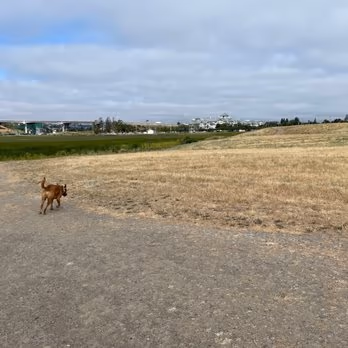 Rocky Memorial Dog Park